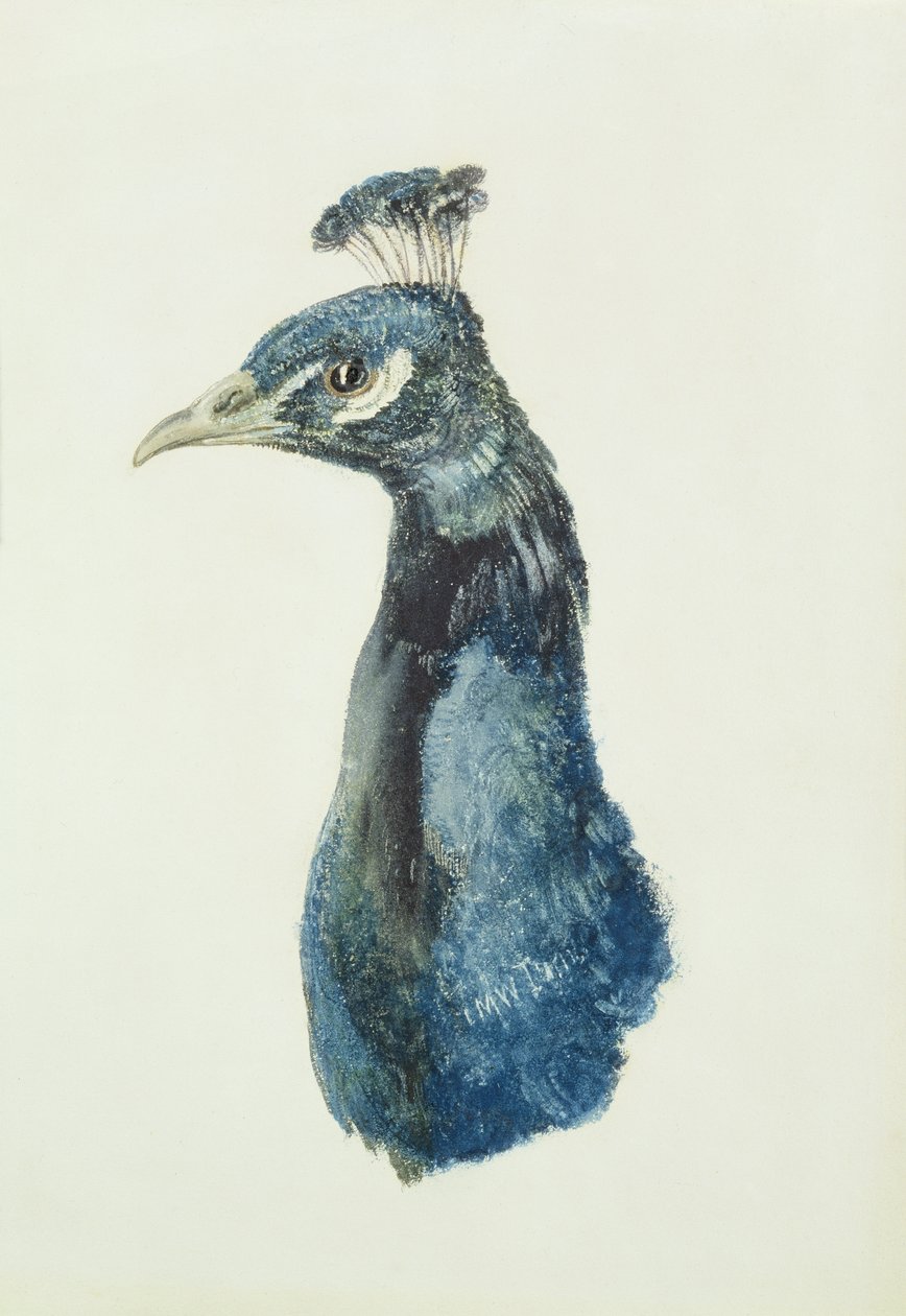 Peacock, The Farnley Book of Birds