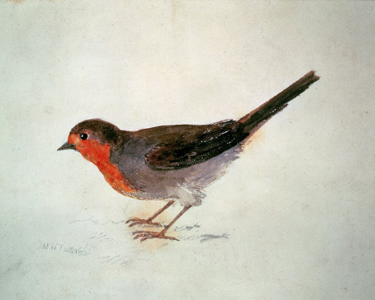 Robin, The Farnley Book of Birds