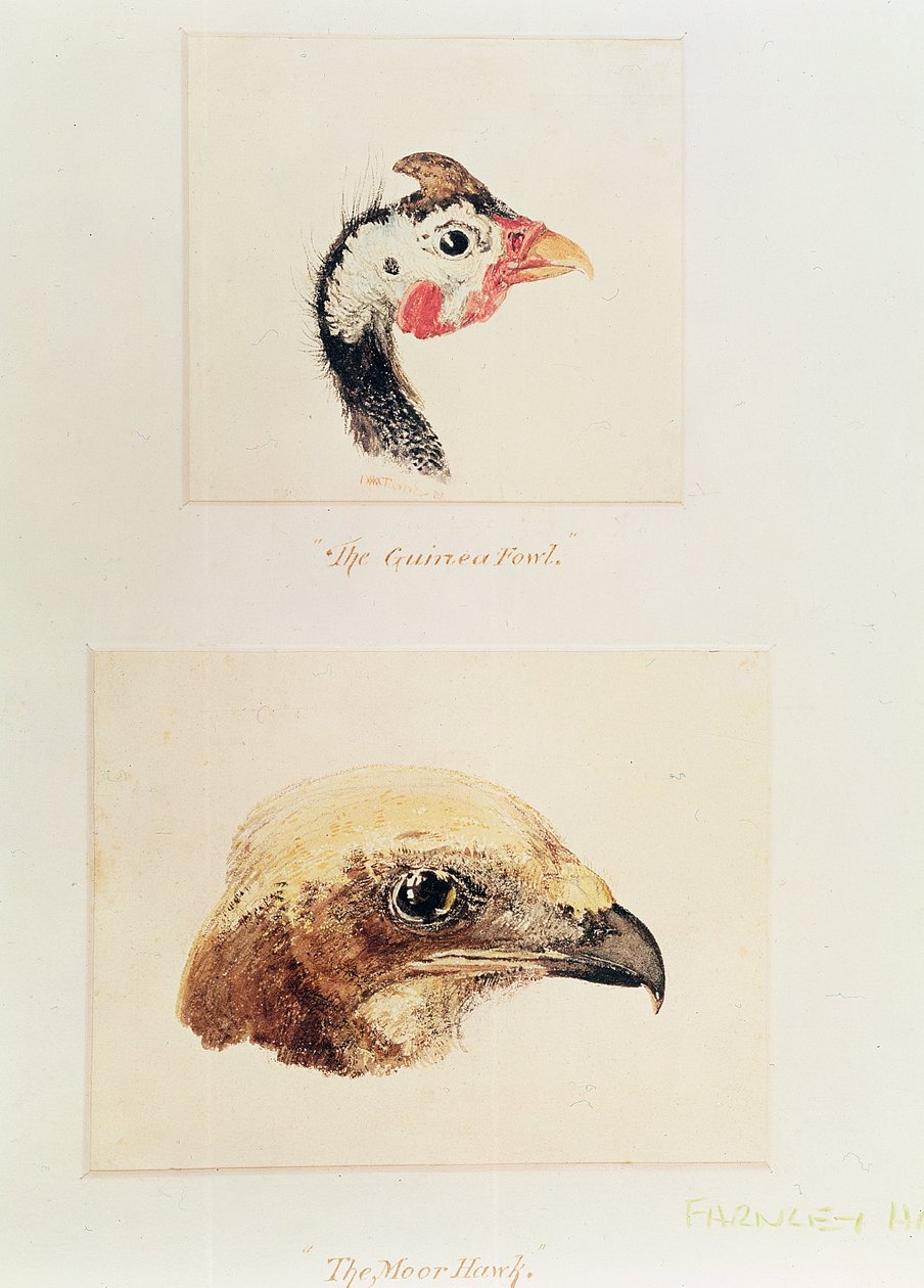 Gine Tavuğu ve Moor Hawk by Joseph Mallord William Turner