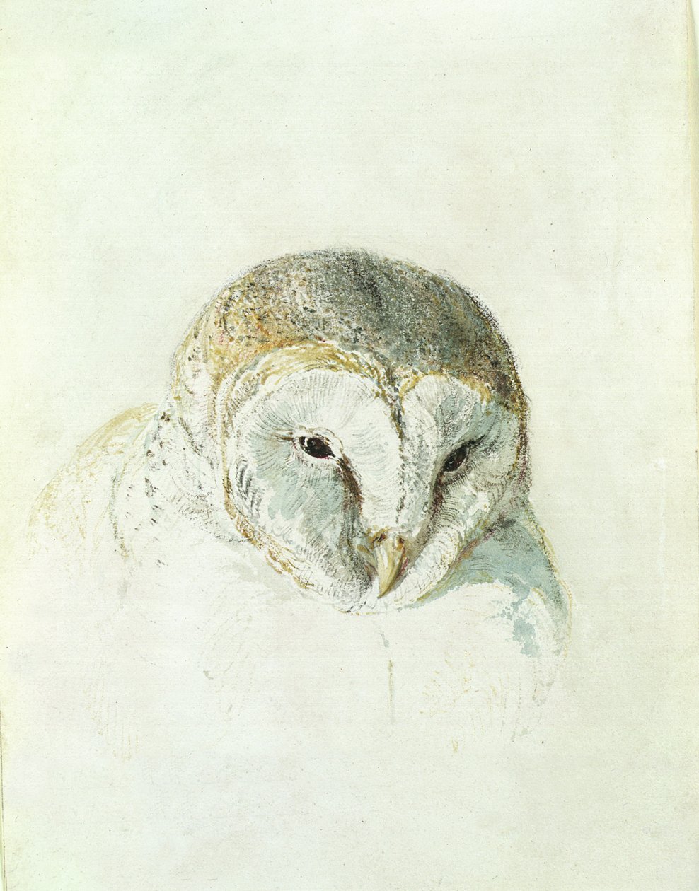 Beyaz Peçeli Baykuş, The Farnley Book of Birds