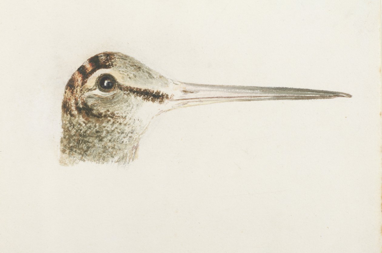 Woodcock, The Farnley Book of Birds