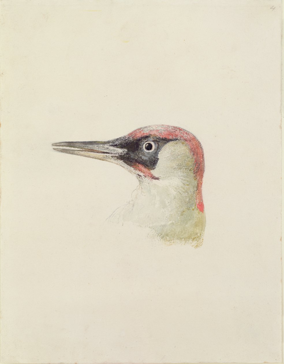 Ağaçkakan, The Farnley Book of Birds