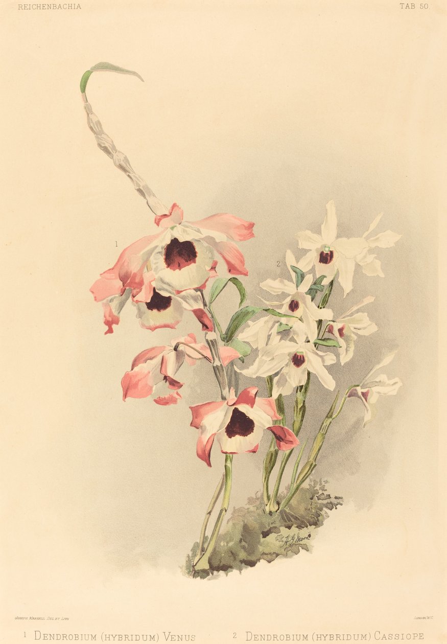 Dendrobium Hybridium Venüs ve Dendrobium Hybridium Cassiope. by Joseph Mansell