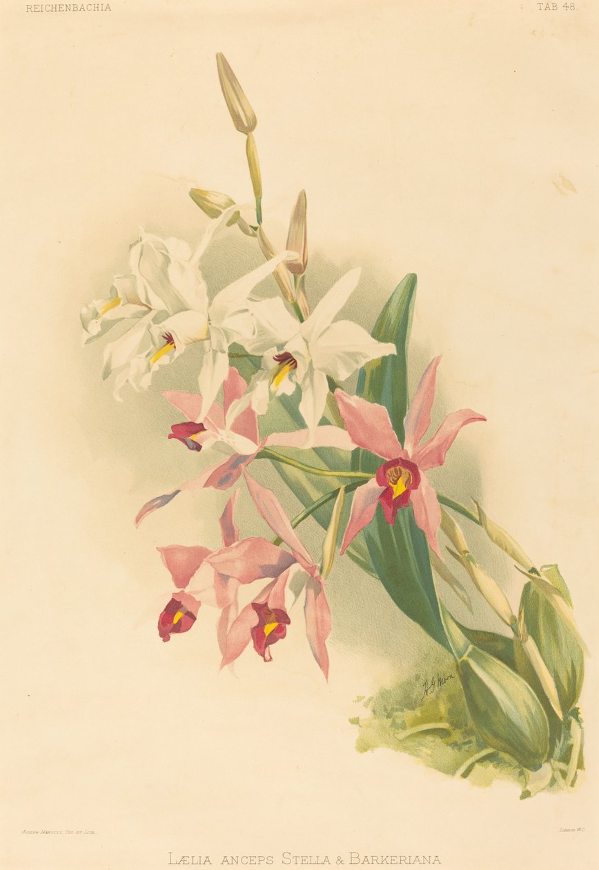 Laelia Yıldızı ve Barkeriana by Joseph Mansell after Henry George Moon