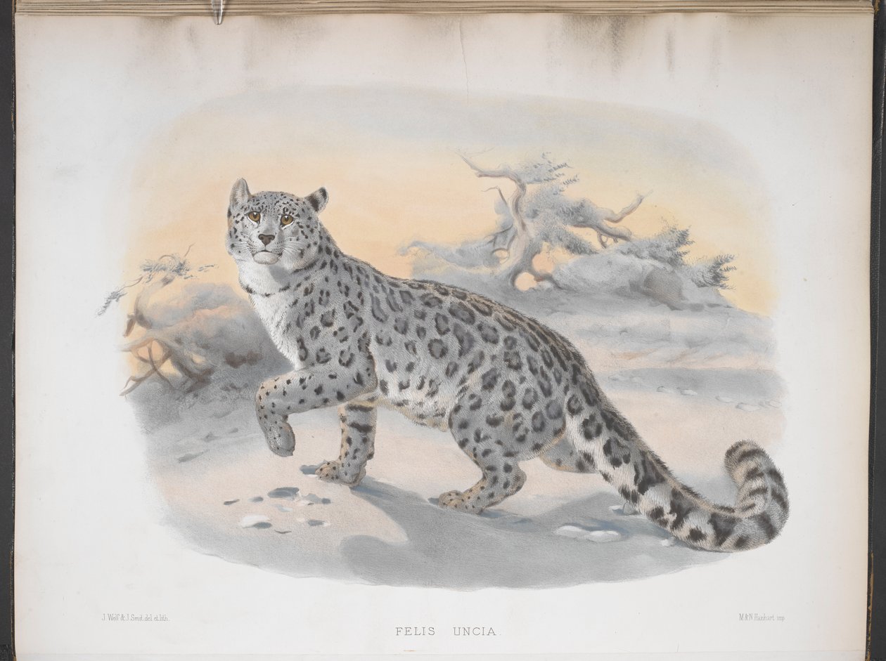 Felis uncia, Kar leoparı, 