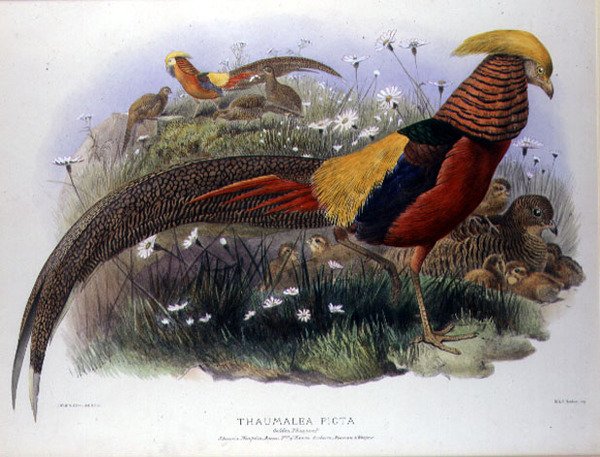 M. & N. Hanhart tarafından oyulmuş Thaumalea picta (Altın Sülün) by Joseph and Smit J. Wolf