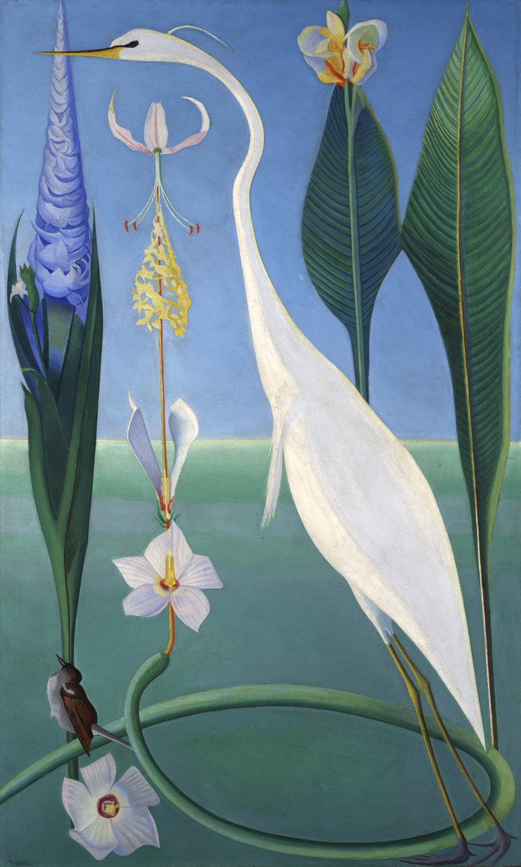 Beyaz Balıkçıl by Joseph Stella