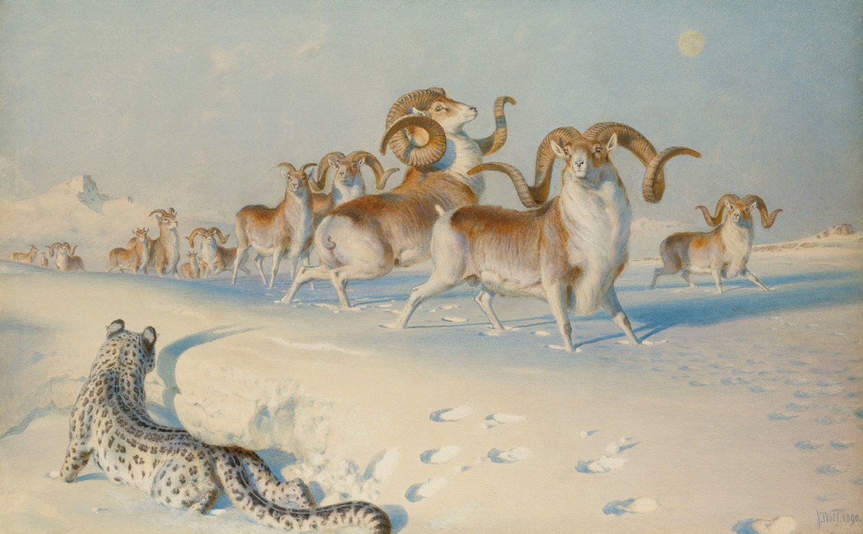 Bir Kar Leoparı Stalking Ovis Poli, by Joseph Wolf