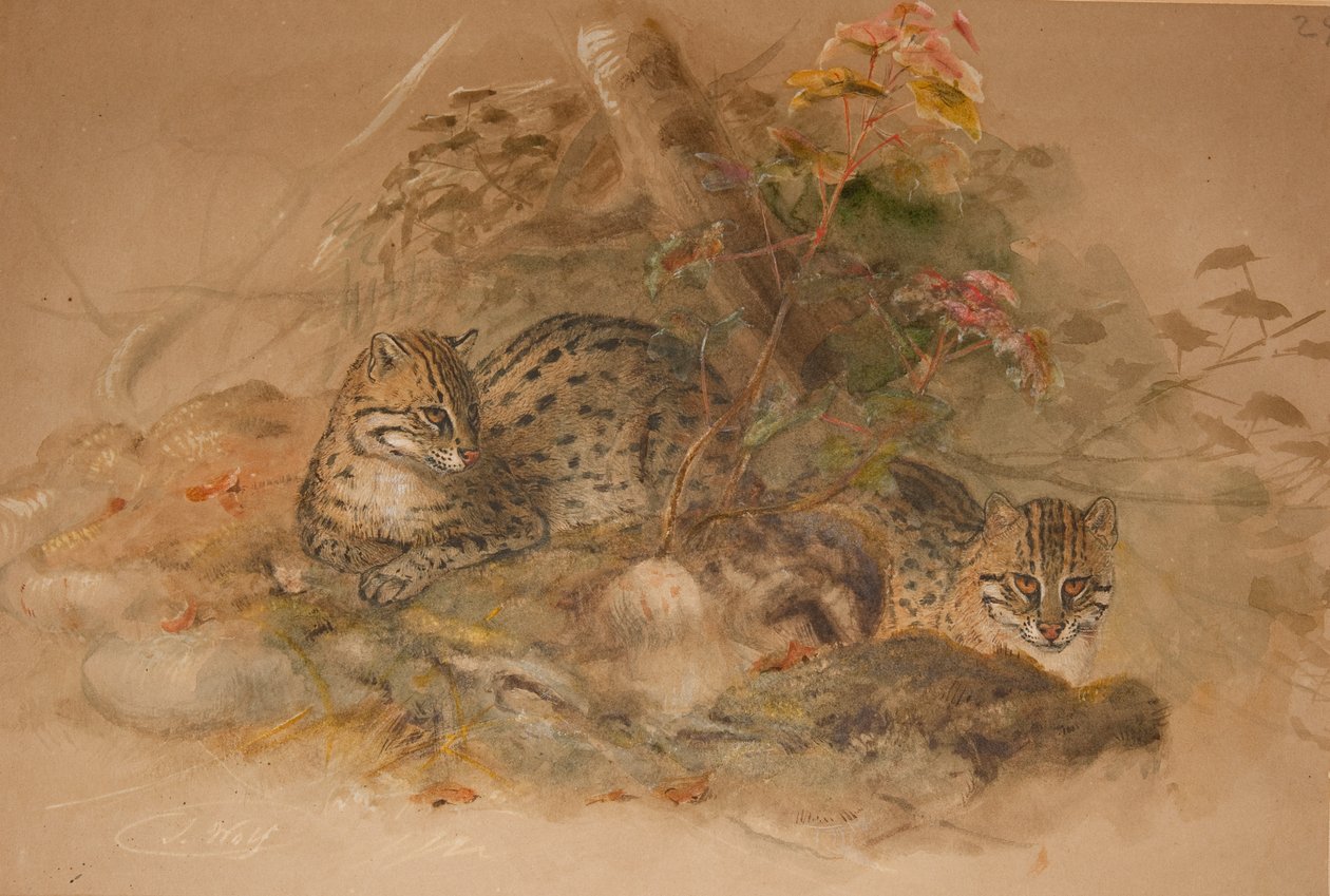 Bulutlu leopar (Fleis macrocelis) (kağıt üzerine sulu boya) by Joseph Wolf