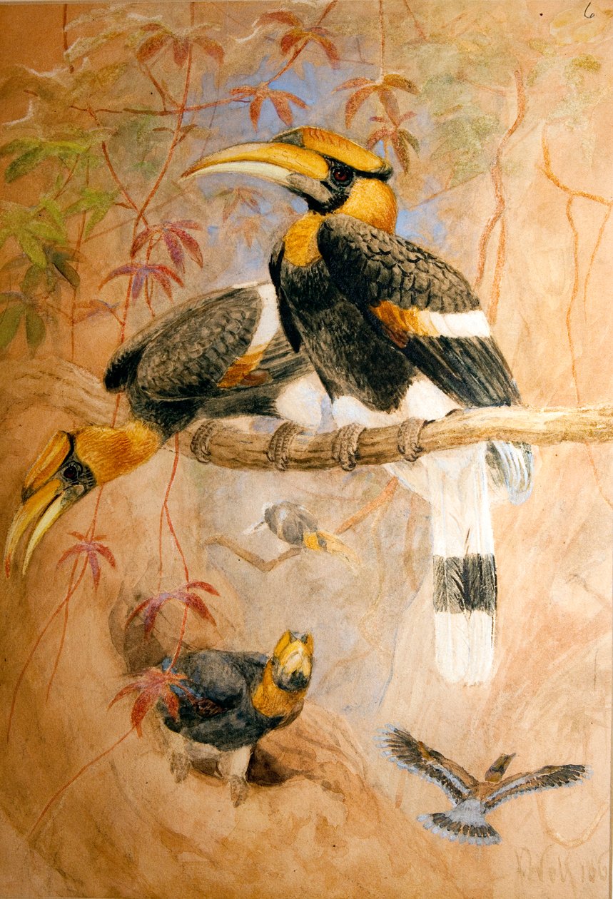 İçbükey Casqued Hornbill (Dichoceros bicornis), 1856-67 by Joseph Wolf
