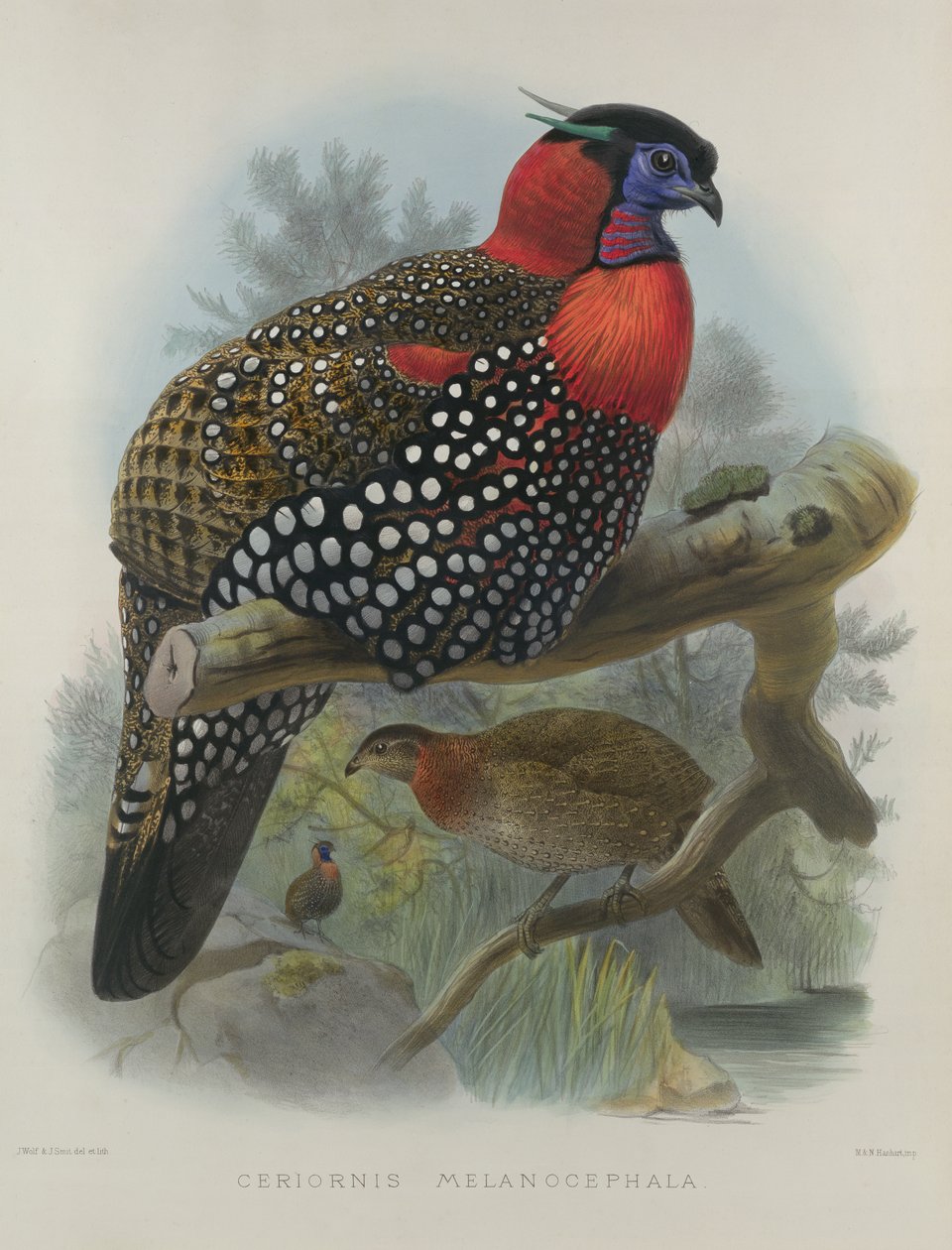 Kızıl karınlı Tragopan, M. & N. Hanhart tarafından gravür, 1870-72, Wolf, Joseph (1820-99) & Smit, J. (fl.1870) by Joseph Wolf