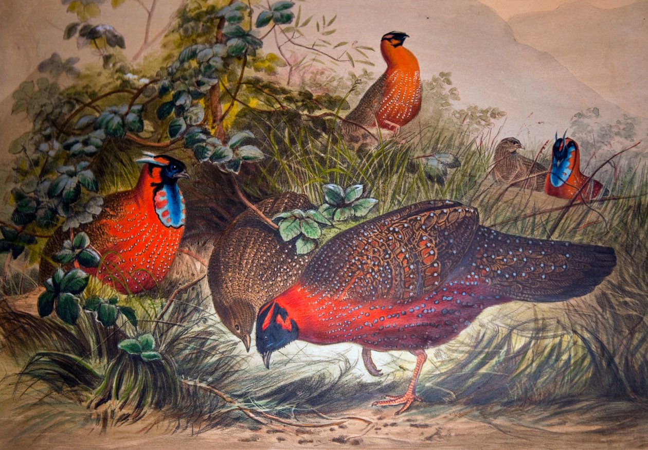 Boynuzlu Tragopan, 1861 by Joseph Wolf