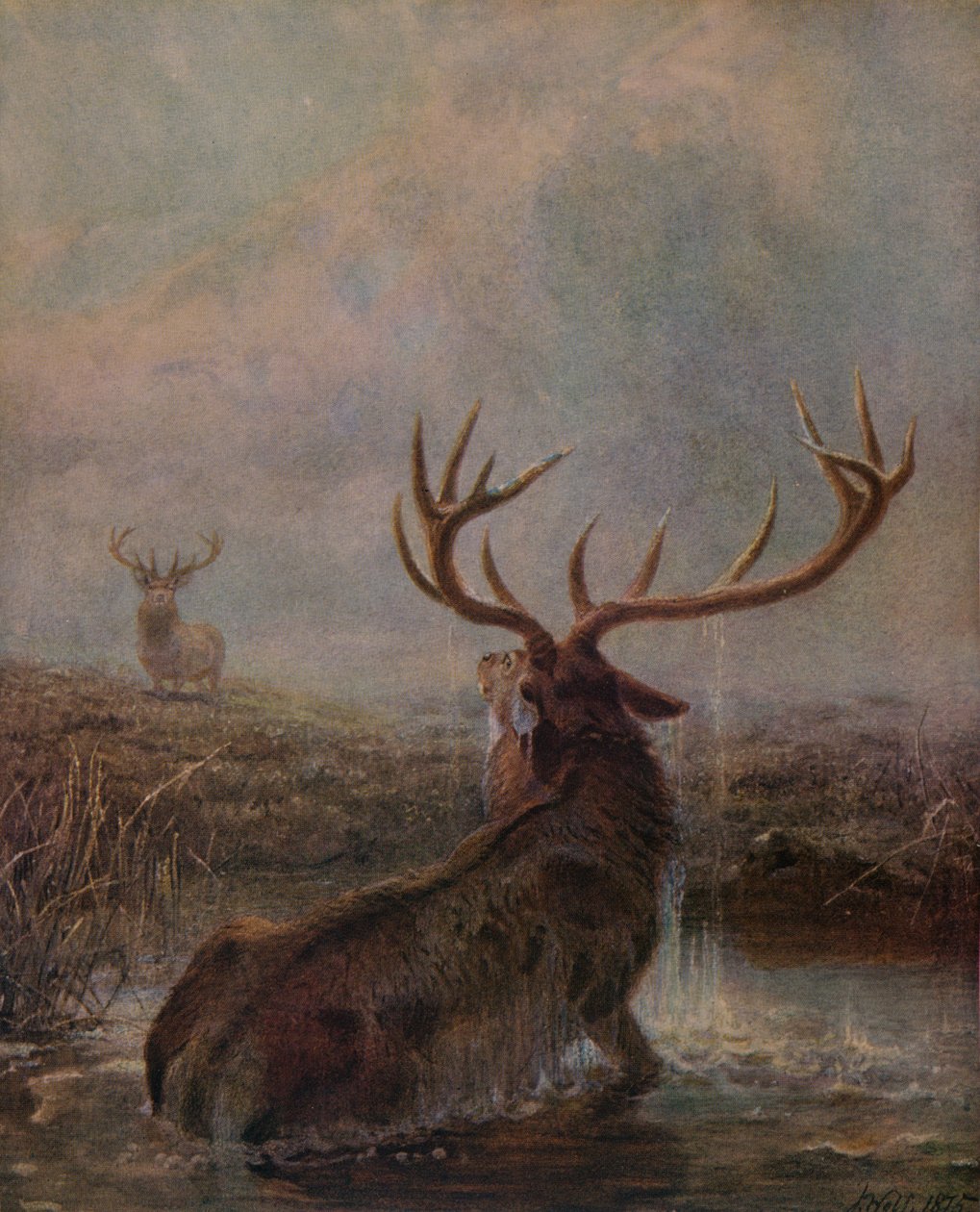 Kesinti, 1875, 1938 by Joseph Wolf