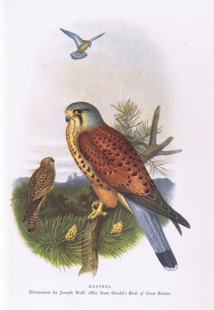 Kestrel, İngiltere