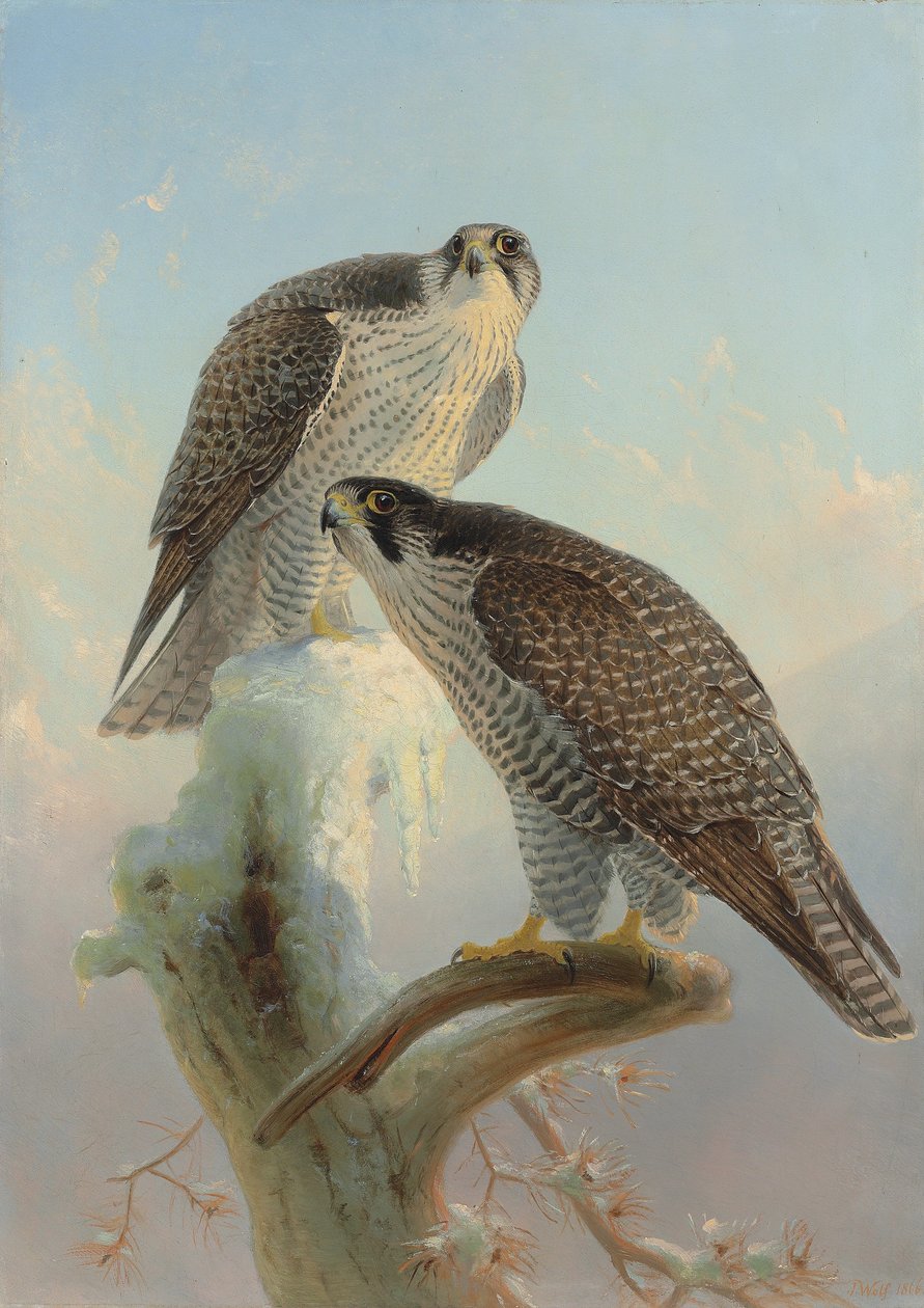 Norveçli gyrfalcon, 1866 by Joseph Wolf