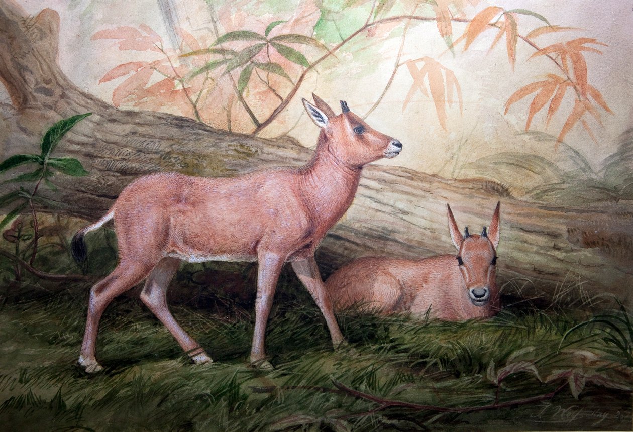 Pala Boynuzlu Oryx Buzağıları, c.1850 by Joseph Wolf