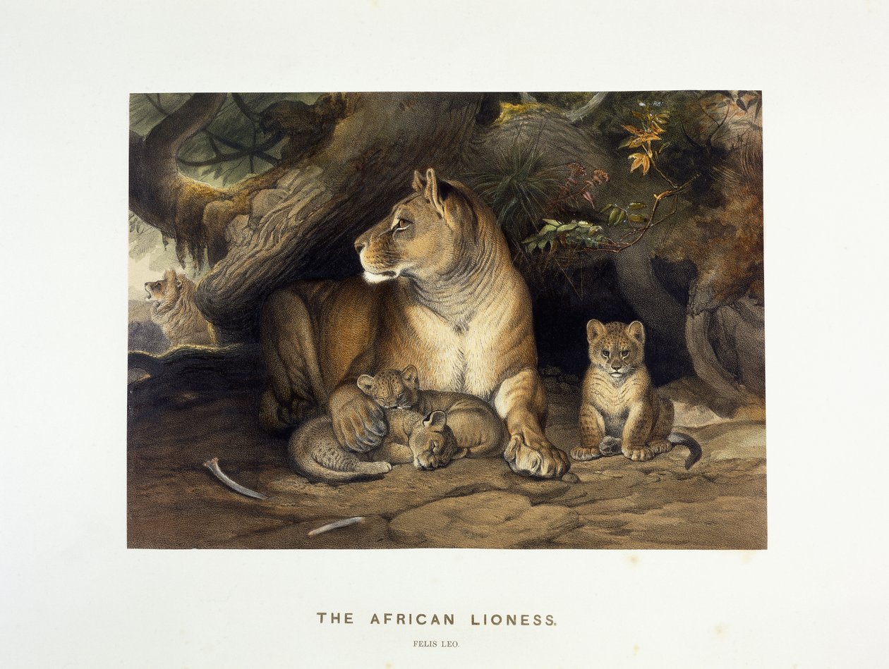 Afrika Dişi Aslanı, c.1880-1883 by Joseph Wolf