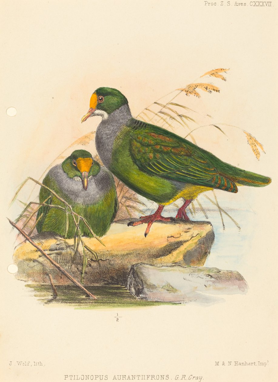 İki Kuş (Ptilonopus Auranthfrons) by Joseph Wolf