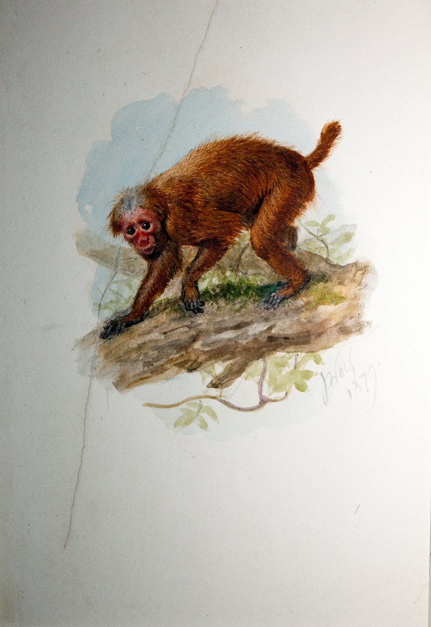Uacari, c.1850 by Joseph Wolf