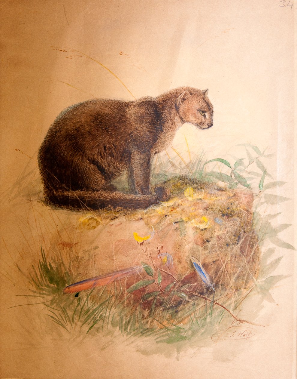 Yagurundi Kedi, 1851-69 by Joseph Wolf