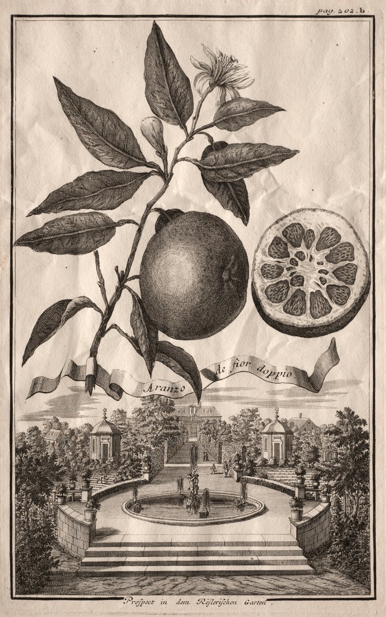Nürnbergische Hesperides: Çift Aranzo de fior, 1714. by Joseph de Montalegre