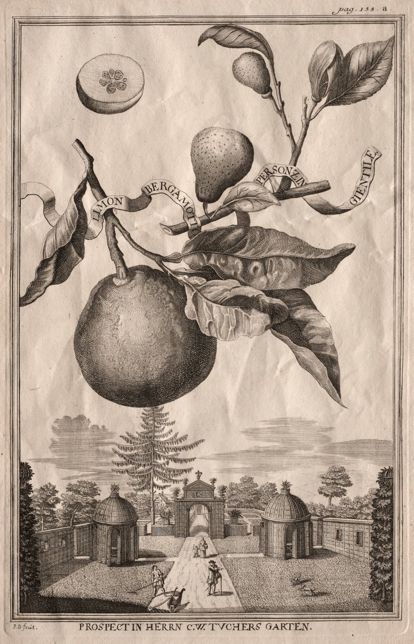 Nurnbergische Hesperides: Limon bergamot personzin gientile, 1714. by Joseph de Montalegre