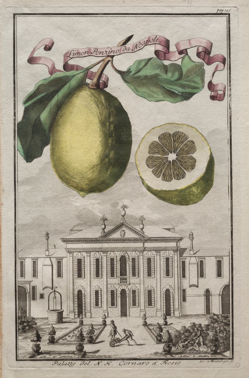 Nurnbergische Hesperides: No. 125 - Neapoli