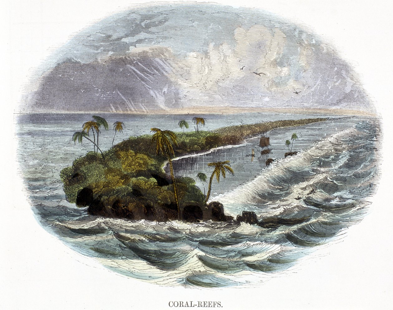 Mercan Resifleri, Doğa Olaylarından 1849 by Josiah Wood Whymper