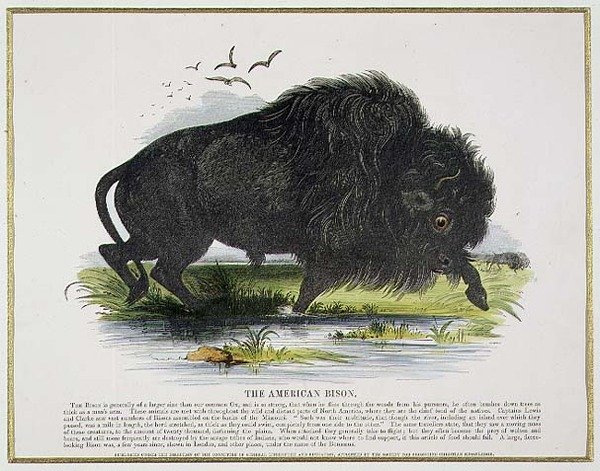 Amerikan Bison, eğitici illüstrasyon barı. Hıristiyan Bilgisini Teşvik Derneği tarafından by Josiah Wood Whymper