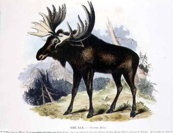 Elk (Cervus alces) eğitici illüstrasyon pub. Hıristiyan Bilgisini Teşvik Derneği tarafından by Josiah Wood Whymper