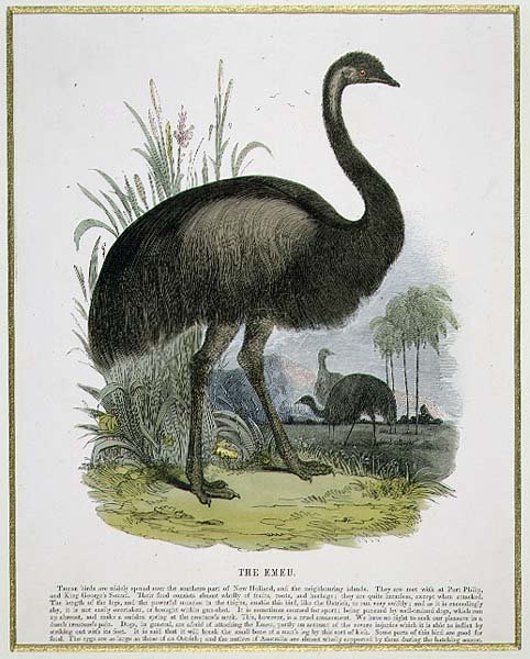 Emu, eğitici illüstrasyon barı. Hıristiyan Bilgisini Teşvik Derneği tarafından by Josiah Wood Whymper