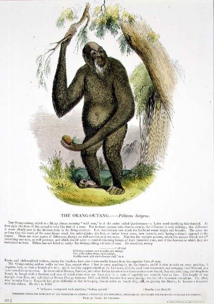 Orang-Outang (Pithecus satyrus) eğitici illüstrasyon barı. Hıristiyan Bilgisini Teşvik Derneği tarafından by Josiah Wood Whymper