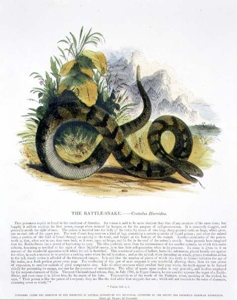 Çıngıraklı Yılan (Crotalus horridus) eğitici illüstrasyon pubı. Hıristiyan Bilgisini Teşvik Derneği tarafından by Josiah Wood Whymper
