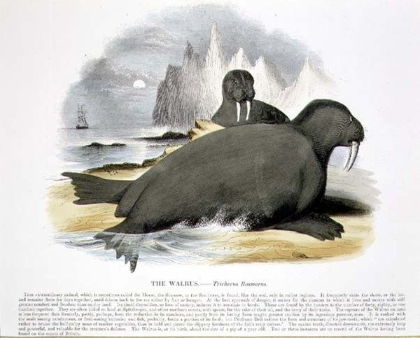 Mors (Trichecus rosmarus) eğitici illüstrasyon barı. Hıristiyan Bilgisini Teşvik Derneği tarafından by Josiah Wood Whymper
