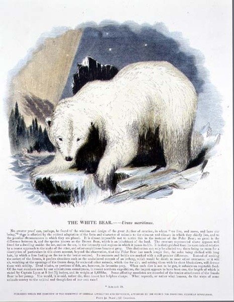 Beyaz Ayı (Ursus maritimus) eğitici illüstrasyon pub. Hıristiyan Bilgisini Teşvik Derneği tarafından by Josiah Wood Whymper