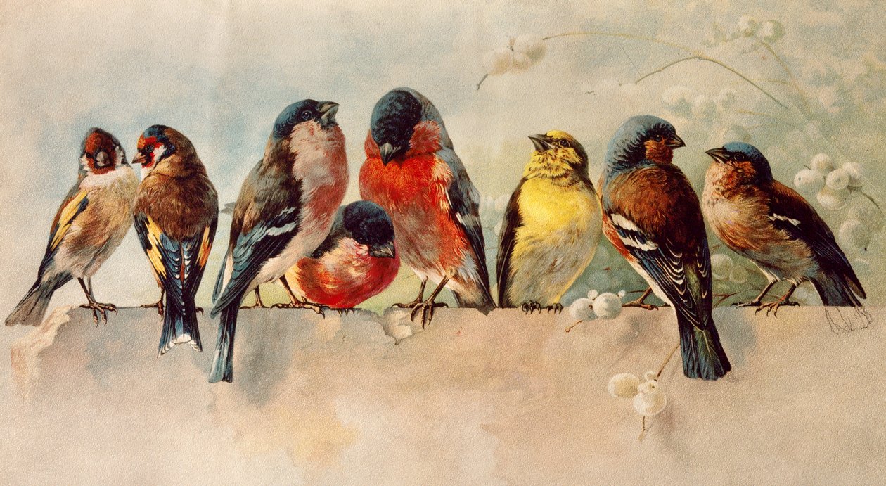 Kuşlar by Josse Photo