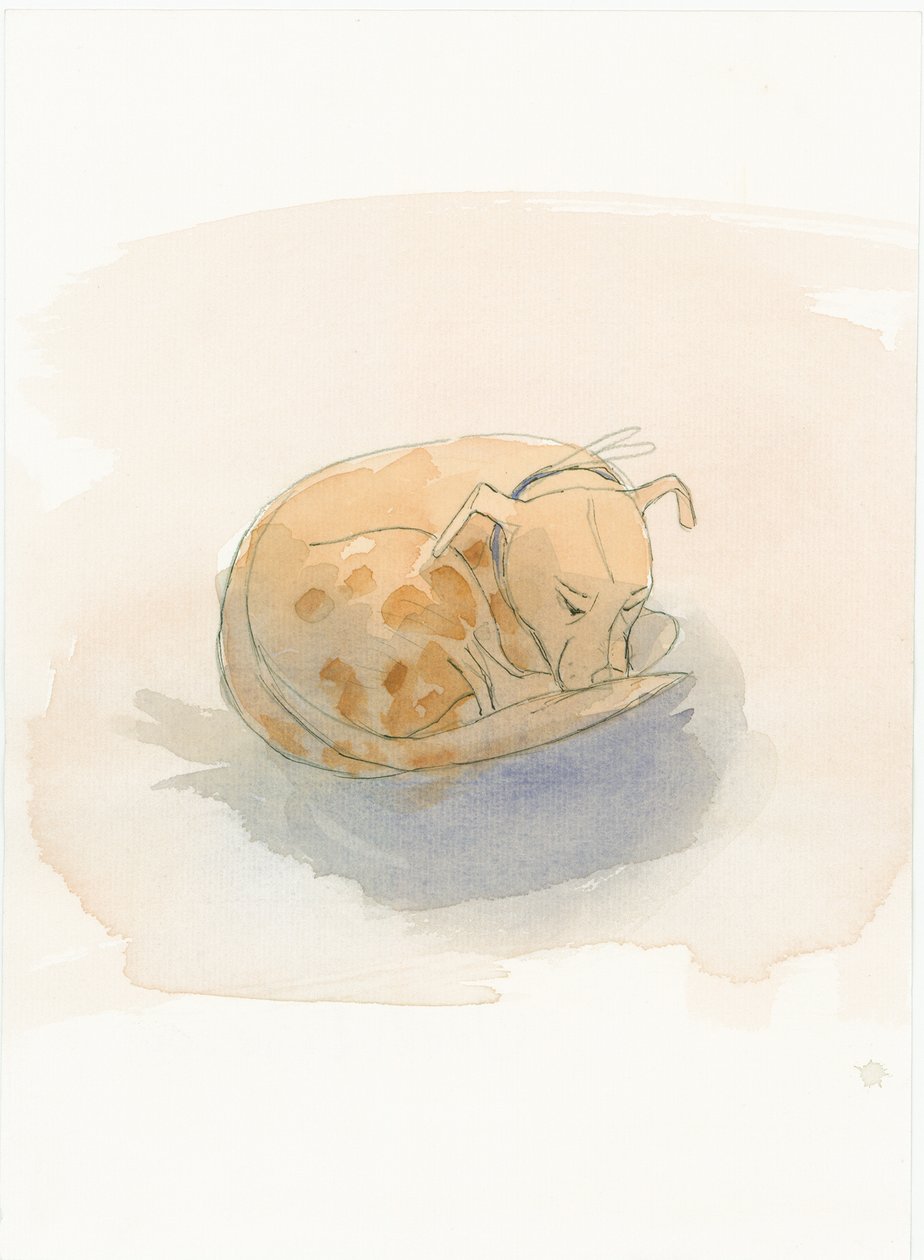 Uyuyan köpek, 2003. by Judith Dobie