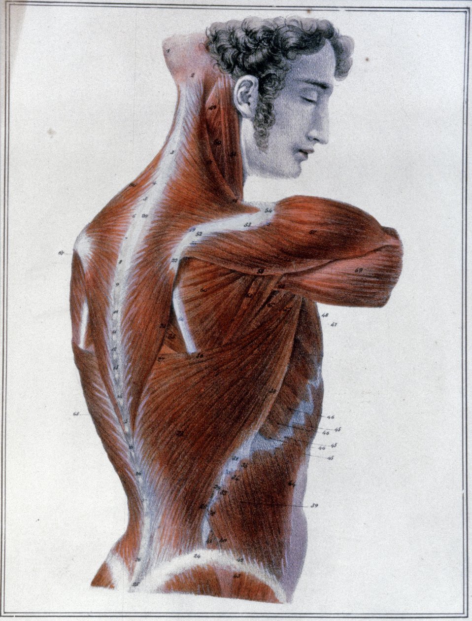 sırt kasları by Jules Germain Cloquet