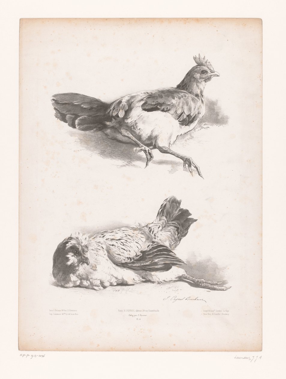 İki yalancı tavuğun incelenmesi Hayvan çalışmaları (dizi başlığı) Petites études d'animaux (dizi başlığı) by Jules Joseph Augustin Laurens