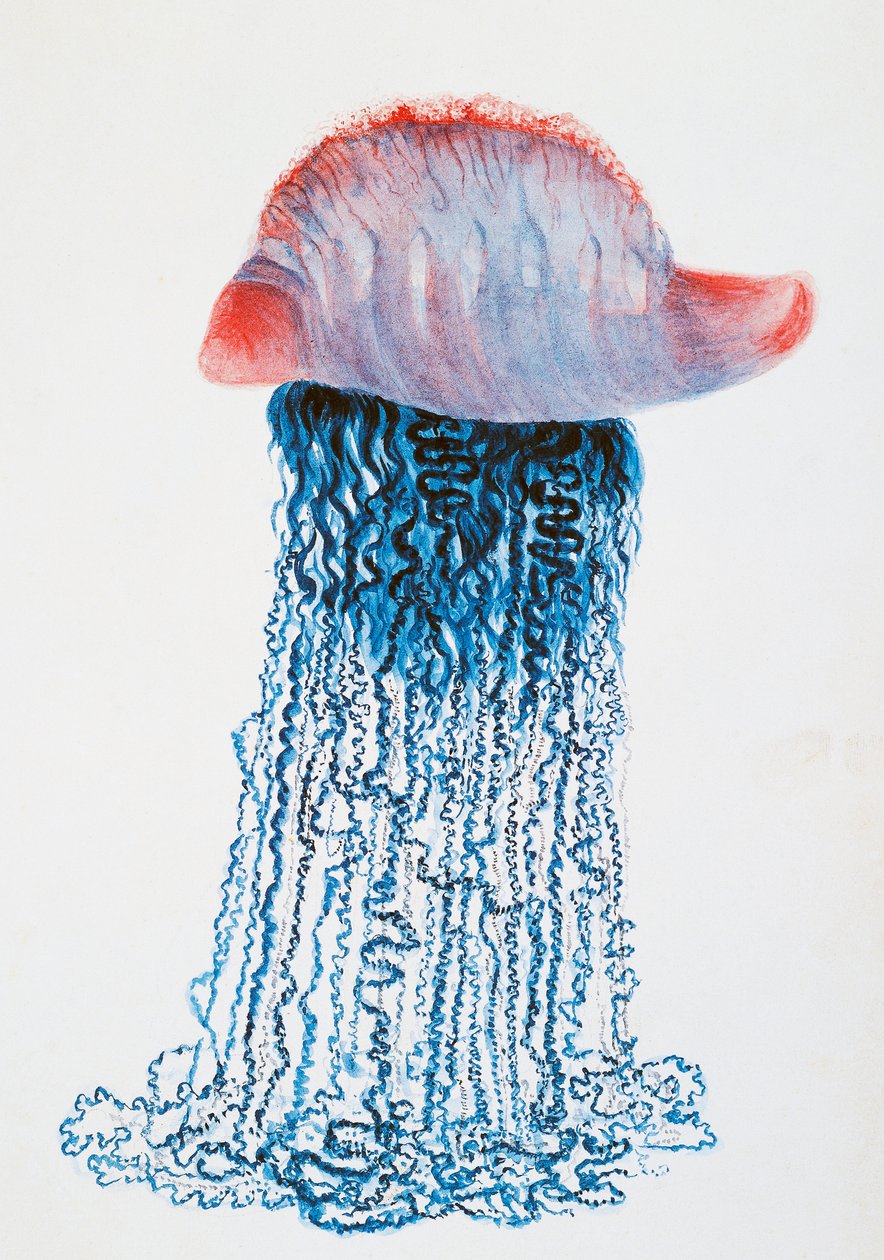 Medusa (Physalis pelagic), Brezilya, Jules Louis Lejeun (1804-1851), Duperrey