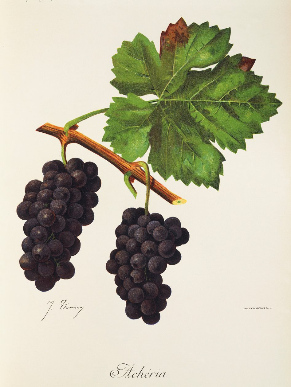 Acheria üzümü, J. Troncy by Jules Troncy