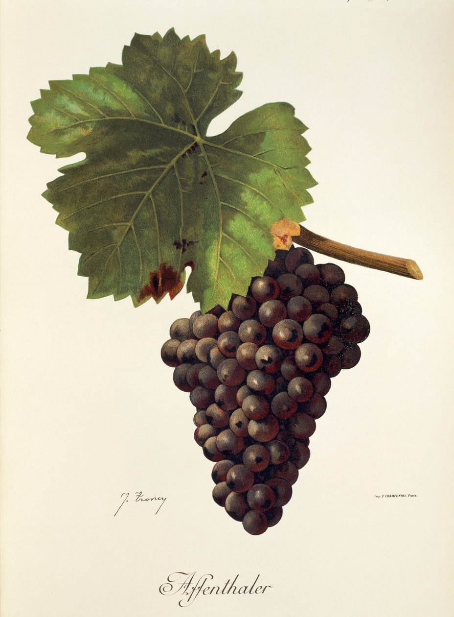 Affenthaler üzümü, J. Troncy by Jules Troncy