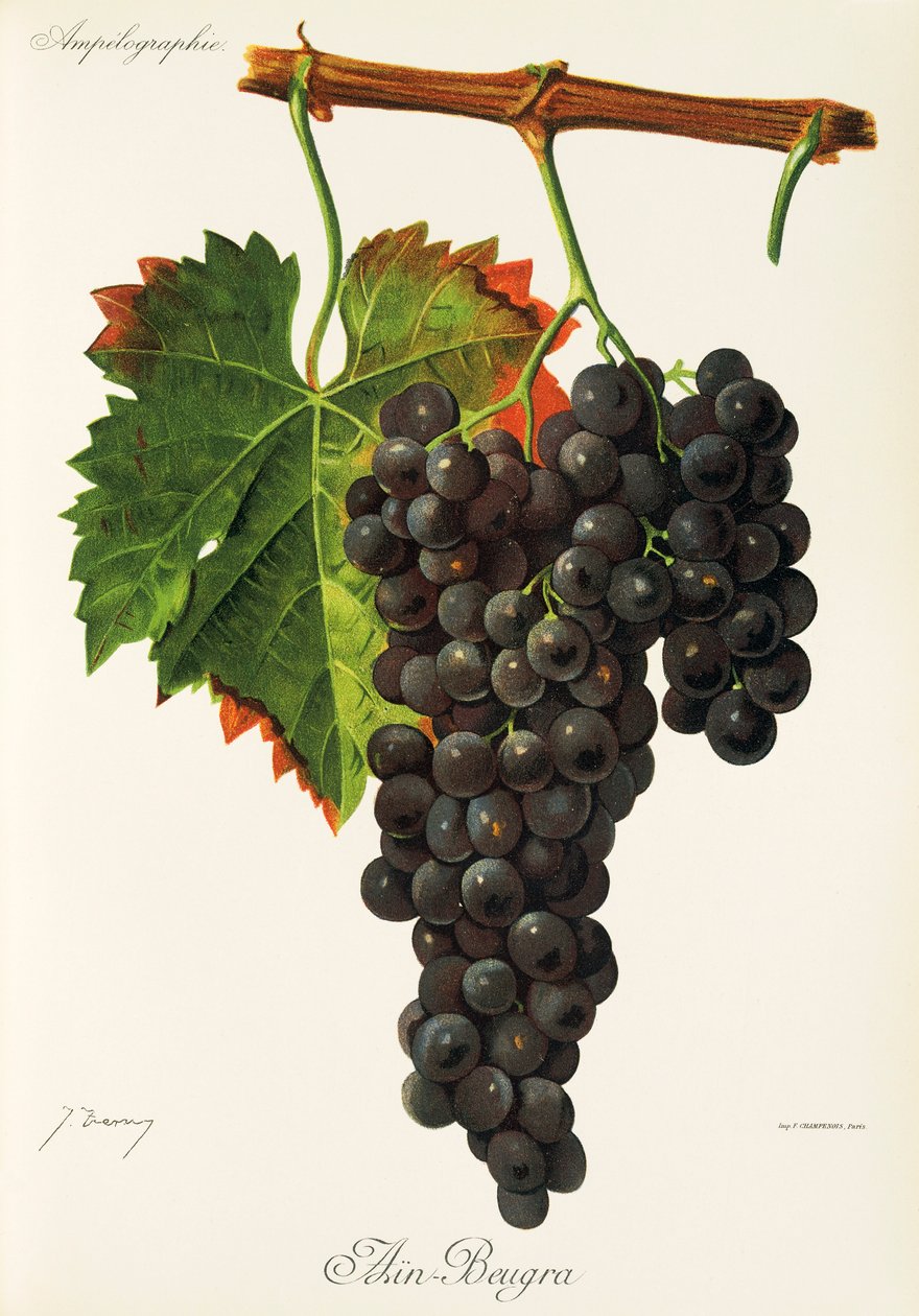 Ain Beugra üzümü, J. Troncy by Jules Troncy