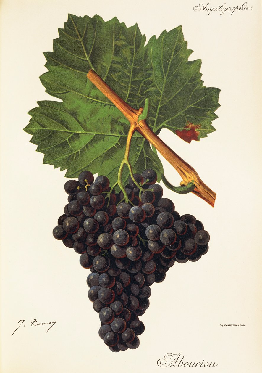 Albourion üzümü, J. Troncy by Jules Troncy