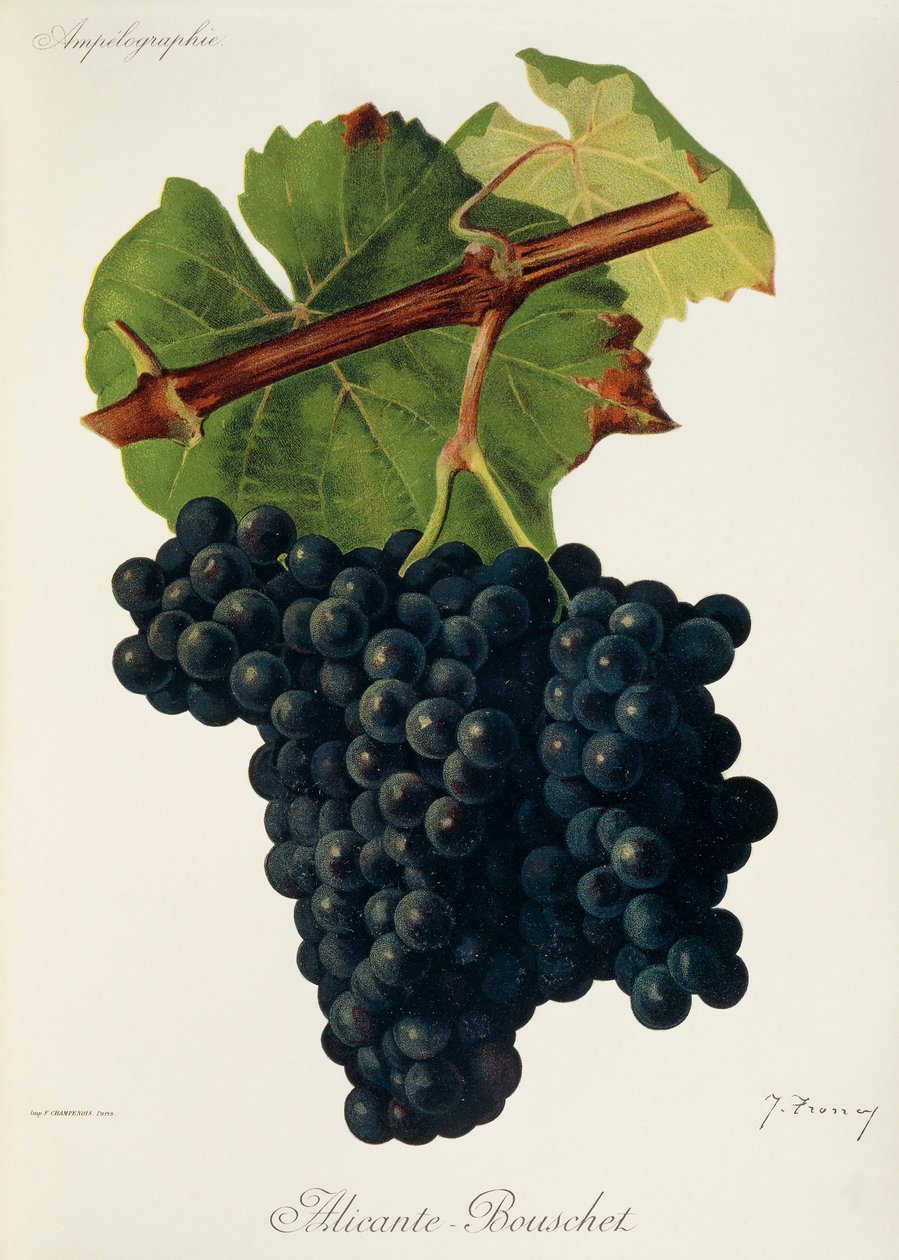 Alicante-Bouschet üzümü, J. Troncy by Jules Troncy