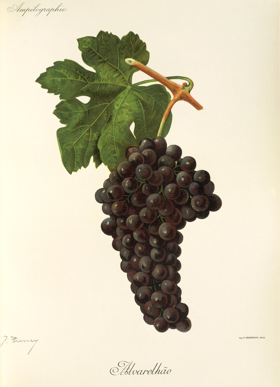Alvarelhao üzümü, J. Troncy by Jules Troncy