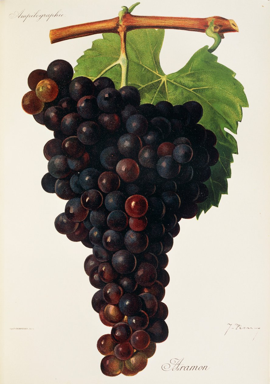 Aramon üzümü, J. Troncy by Jules Troncy