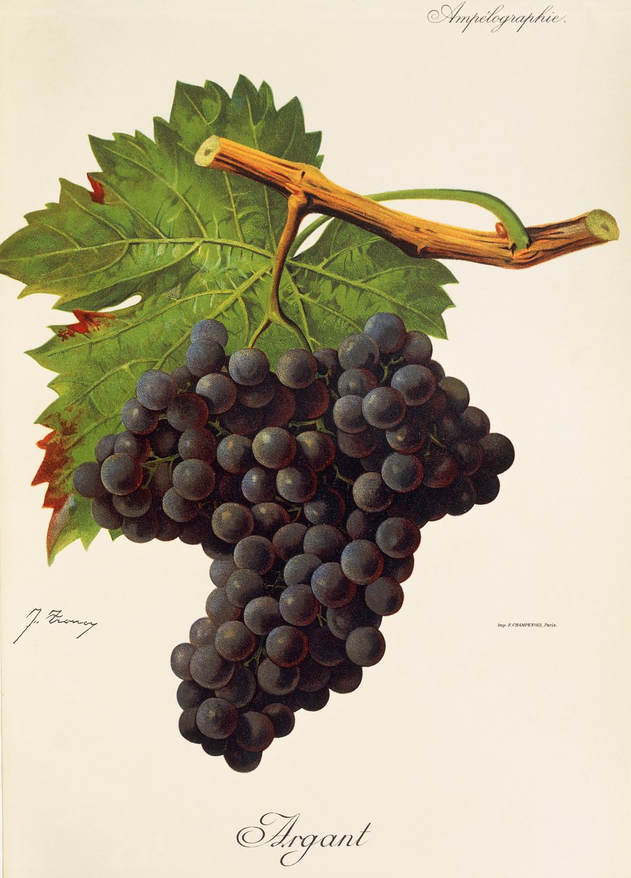 Argant üzümü, J. Troncy by Jules Troncy