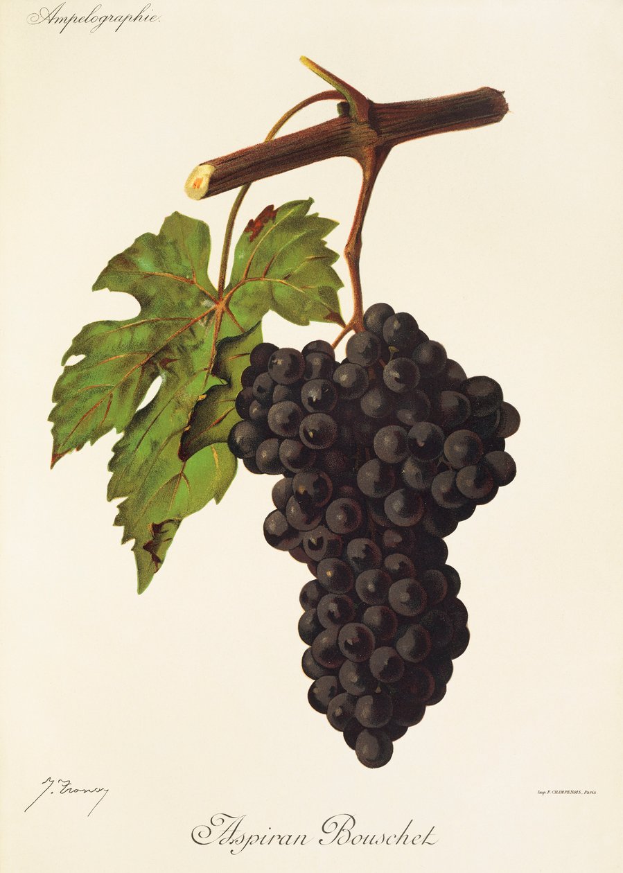 Aspiran Bouschet üzümü, J. Troncy by Jules Troncy
