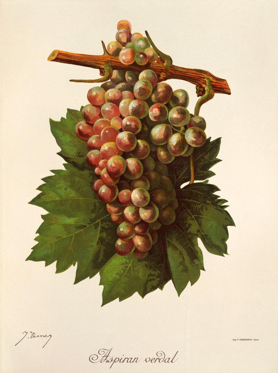 Aspiran Verdal üzümü, J. Troncy by Jules Troncy